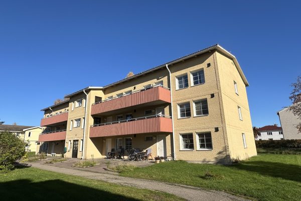 Gullkoa 11
