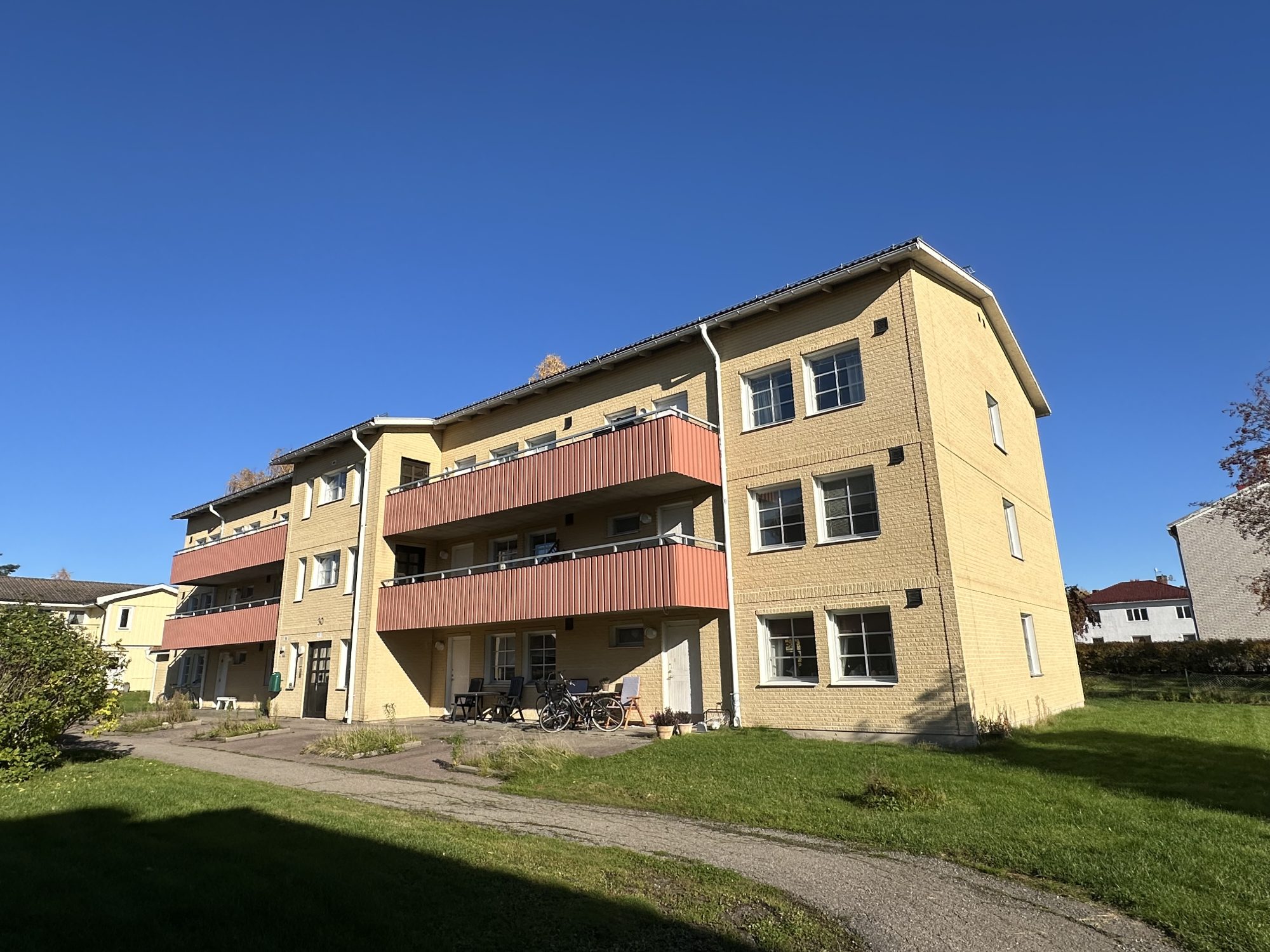 Gullkoa 11